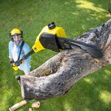 Reliable Stony Point, MI Tree Care Services Solutions