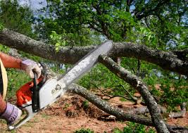 How Our Tree Care Process Works  in  Stony Point, MI