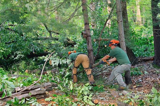 Best Palm Tree Trimming  in Stony Point, MI